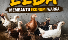 Ternak Ayam Elba Skala Rumahan Pembantu Ekonomi Warga