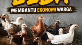 Ternak ayam Elba membantu ekonomi warga 