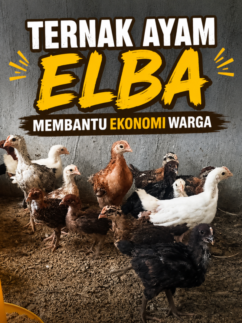 Ternak ayam Elba membantu ekonomi warga 