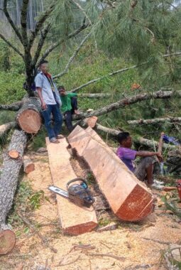 Pembabatan Pinus di Sarik Laweh Meresahkan Warga, LSM  minta aparat terkait Lakukan Tindak Tegas jika Terjadi Pelanggaran
