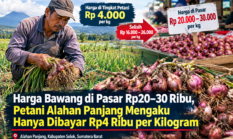 Harga Bawang di Pasar Rp20–30 Ribu, Petani Alahan Panjang Mengaku Hanya Dibayar Rp4 Ribu per Kilogram
