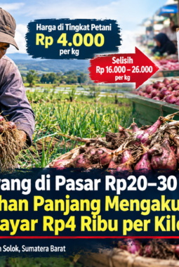 Harga Bawang di Pasar Rp20–30 Ribu, Petani Alahan Panjang Mengaku Hanya Dibayar Rp4 Ribu per Kilogram